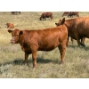 Image 1 : Wilson Grande Coulee Ranch - 600# Sept/Oct Delivery Heifer Calves - 30 Head (East Coulee, AB) VBP+