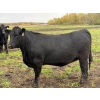 Image 2 : James Keen - 25 Black March/April Calving Bred Heifers (Reaburn, MB)