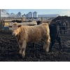 Image 5 : VJS Ag Corp. - 770# March/April Delivery Steers - 77 Head (Vanscoy, SK) VBP+