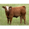 Image 2 : Diamond A Farms - 690# September Delivery Steer Calves - 84 Head (Girvin, SK)