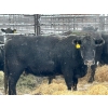 Image 2 : Crooked Creek Farms - 14 6th Calvers (Pen 445)