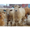 Image 10 : Justin & Kryston Tateson - 900# March Delivery Weaned Steers - 200 Head (Scandia, AB)