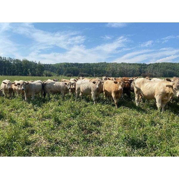 Andersen River Ranching - 1060# September Grass Steers - 114 Head (Drayton Valley, AB)