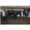 Image 7 : Ripple Rock Ranch - 860# August Delivery Heifers - 30 Head (Fincastle, AB)
