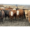 Image 3 : Jason Szymanek - 760# April Delivery Heifers - 245 Head (Stauffer, AB)