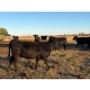 Image 8 : Rowdy Ross - 36 Black/Black X April/May Calving Bred Heifers (Langham, SK)