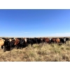 Image 5 : Range 45 Ranch Ltd. - 1000# October Grass Steers - 120 Head (Milden, SK)