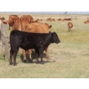 Image 9 : Thackeray Land & Cattle Inc. - 680# November Delivery Steer Calves - 90 Head (Goodwater, SK)