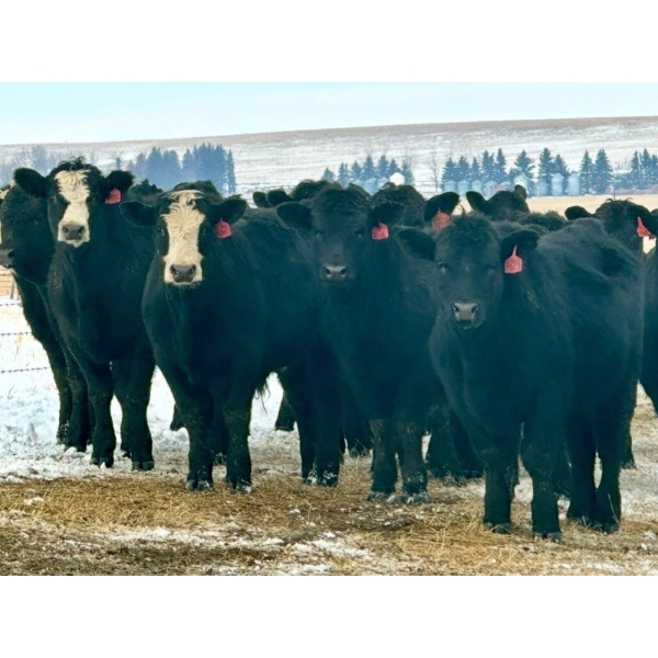 Sturgeon River Ranch - 800# March Delivery Steers - 200 Head (Rockyford, AB)
