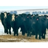 Image 1 : Sturgeon River Ranch - 800# March Delivery Steers - 200 Head (Rockyford, AB)