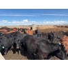 Image 6 : Carl Chomistek - 950# March Delivery Steers - 240 Head (Rolling Hills, AB)