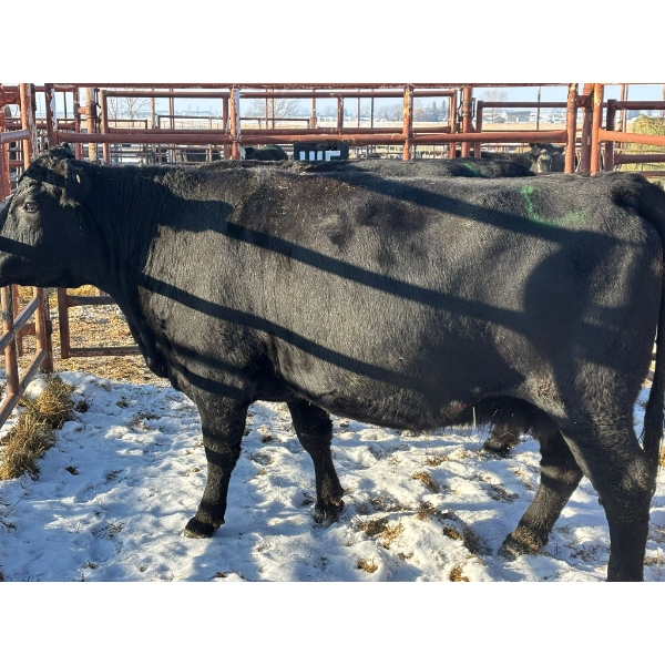 Thurston Bros Ltd. - 2 Middle-Aged Cows (Pen 415)