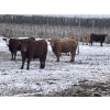 Image 5 : R7 Farms - 850# January Weaned Heifers - 70 Head (Crossfield, AB)