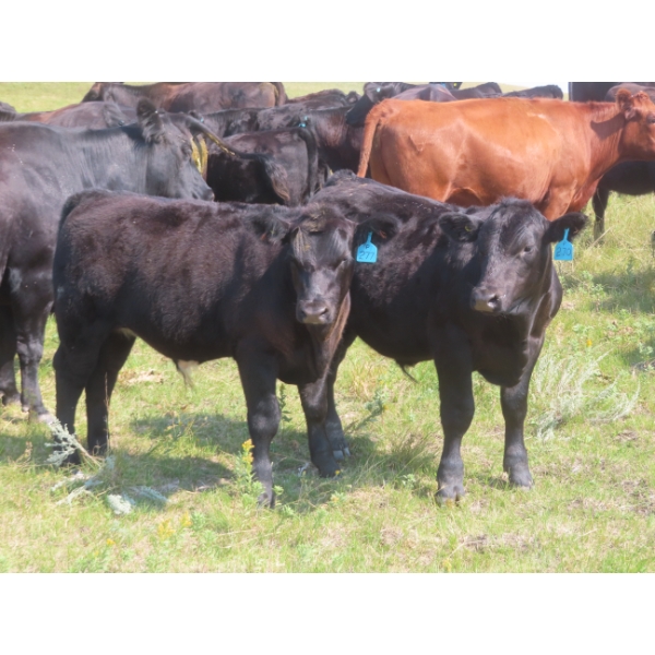 Blooming Enterprises Ltd. - 625# October Delivery Steer Calves - 85 Head (Gladmar, SK)