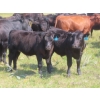 Image 1 : Blooming Enterprises Ltd. - 625# October Delivery Steer Calves - 85 Head (Gladmar, SK)