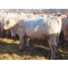 Image 8 : Owen Sellman - 800# February Delivery Heifers - 75 Head (McCreary, MB)