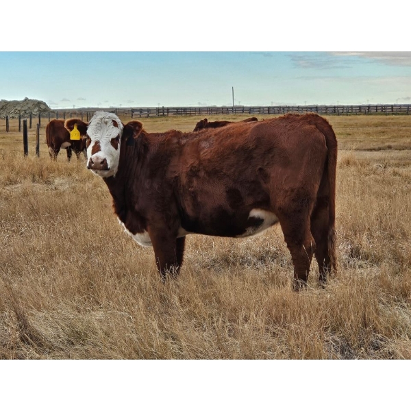 F Nester Ranching (Les Nester)  - 12 Dark Red Heifers