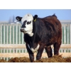 Image 6 : PSV Farms Ltd. - 840# June Delivery Heifers - 74 Head (Enchant, AB)