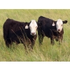 Image 4 : Clay Ridge Stock Farms Inc. - 580# Nov/Dec Steer Calves - 105 Head (Fairlight, SK)