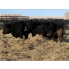 Image 8 : Hegedys Ranching - 1030# January Delivery Steers - 62 Head (Acme, AB)