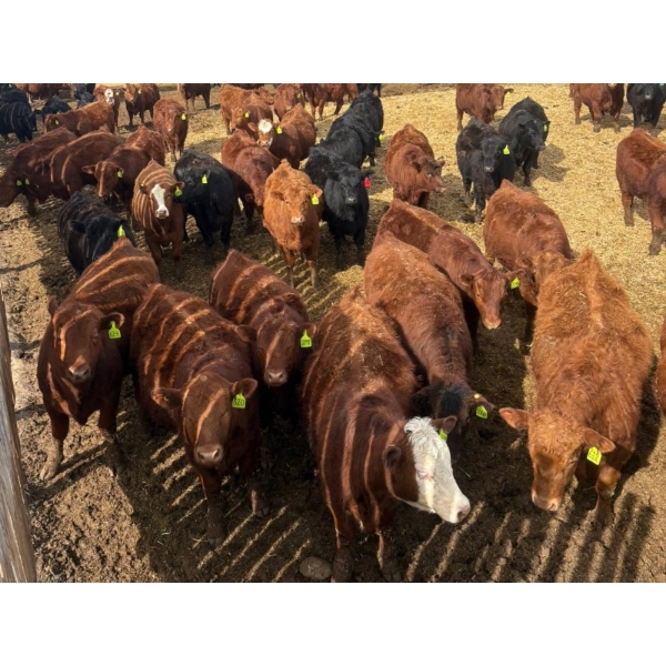 Van Hall Cattle Co. - 925# April Delivery Steers - 128 Head (Scandia, AB)