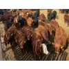 Image 1 : Van Hall Cattle Co. - 925# April Delivery Steers - 128 Head (Scandia, AB)