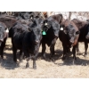 Image 4 : Marsh Ranches Ltd. (Marsh 99 Ranch) - 750# May Delivery Heifers - 140 Head (Southey, SK) VBP+