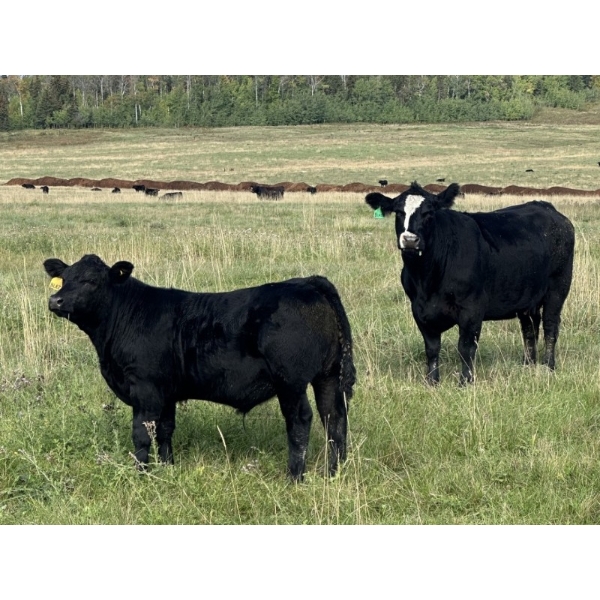 LA Ranch & L+ Ranch - 490#  October Delivery Steer Calves - 120 Head (Vanderhoof, BC)