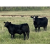Image 1 : LA Ranch & L+ Ranch - 490#  October Delivery Steer Calves - 120 Head (Vanderhoof, BC)