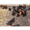 Image 2 : Antelope Butte Ranch - 805# May Delivery Steers - 76 Head (Lundbreck, AB) VBP+