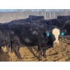 Image 7 : Double X Management - 46 1st - 4th Calvers (Langruth, MB)