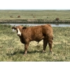 Image 11 : Mashon Ranches - 675# October Delivery Steer Calves - 90 Head (Homestead Coulee, AB)