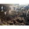 Image 14 : Wavy Lake Farming Co. - 635# Holstein Steers - 15 Head (Heisler, AB)