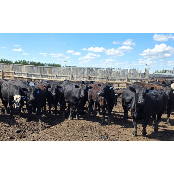 Theresa Guenther - 1010# June/July Delivery Steers - 53 Head (Bow Island, AB)
