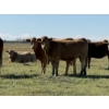 Image 4 : Glover Cattle Corp. - 1050# October Delivery Grass Heifers - 60 Head (Irricana, AB) VBP+