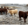 Image 5 : Dennis & Barb Holmes - 762# March Delivery Heifers - 64 Head (Cochrane, AB)