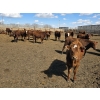 Image 12 : SVM Farms - 630# May Delivery Steers - 67 Head (Vauxhall, AB)