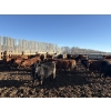 Image 2 : Rice Farms - 950# March Delivery Steers - 124 Head (Lacombe, AB)