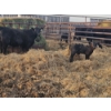 Image 4 : Rolling N Ranches (Nolan & Amanda Osadczuk) - 4 Black Heifer Pairs with Red Calves