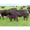 Image 15 : Knapp Farms - 550# October Delivery Steer Calves - 110 Head (Southey, SK)