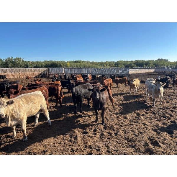 Verle Unruh - 900# September Delivery Heifers - 205 Head (Dewberry, AB)