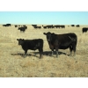 Image 3 : Rowbotham Ranching - 450# November Delivery Steer Calves - 100 Head (Wardlow, AB)