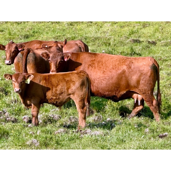 Black Diamond Land & Cattle (Rocky Mountain Ranch) 580# November Delivery Steer Calves - 105 Head 