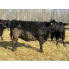 Image 4 : Rose Creek Ranch - 1000# April Delivery Heifers - 220 Head (Alder Flats, AB)