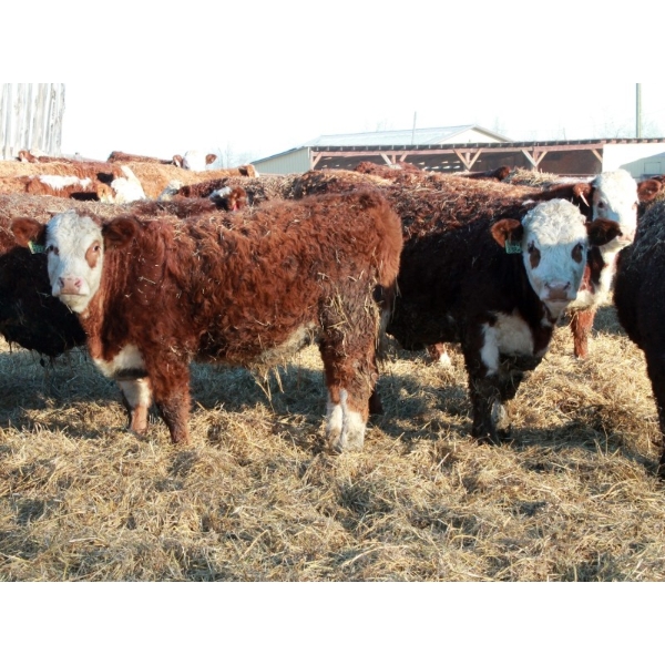 Birkenhagen Farms - 840# Weaned Steers - 68 Head (Carrot Creek, AB) VBP+