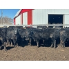 Image 2 : TV Bar Farms Ltd. - 725# April Delivery Steers - 70 Head (Goodlands, MB)