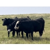 Image 2 : DK Livestock - 1000# September Delivery Grass Steers - 30 Head (Langdon, AB)