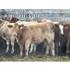 Image 3 : Brandt Boys Beef & Grain - 630# Oct/Nov Heifer Calves - 40 Head (Tolstoi, MB)