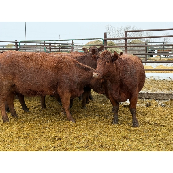 Spruce Ridge Farms - 14 2-3 Year-Old Cows (Pen 420)