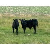 Image 2 : Ed Curry Ranching Ltd. - 560# November Delivery Steer Calves - 200 Head (Big Stone, AB)